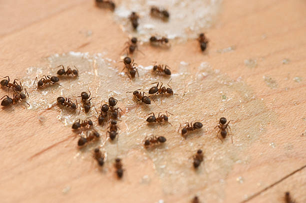 Best Affordable Pest Control Services  in Lechee, AZ